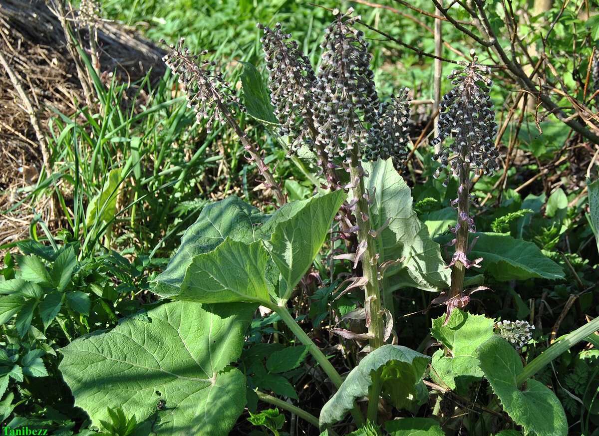 Белокопытник (Petasites)