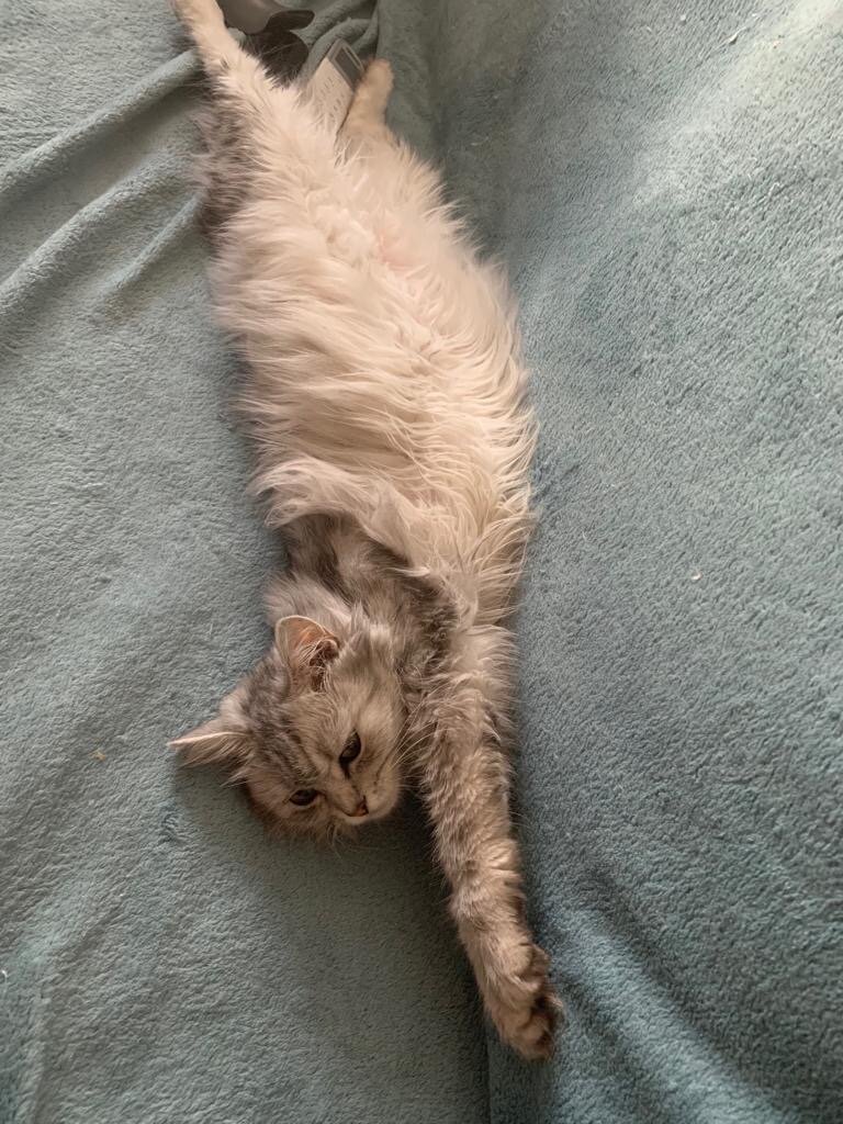  Стоит только  встать с кресла или стула, как мое место тут же занимает пушистый питомец Плюша. Это свидетельствует о стремлении к комфорту, а также желании показать свои лидерские качества, продемонстрировать доминантное поведение.