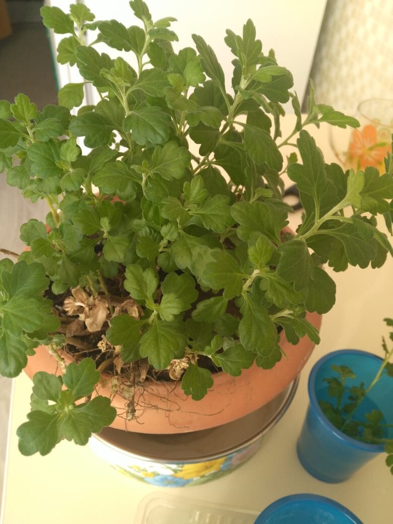 Вот такие отростки уже отросли с начала месяца