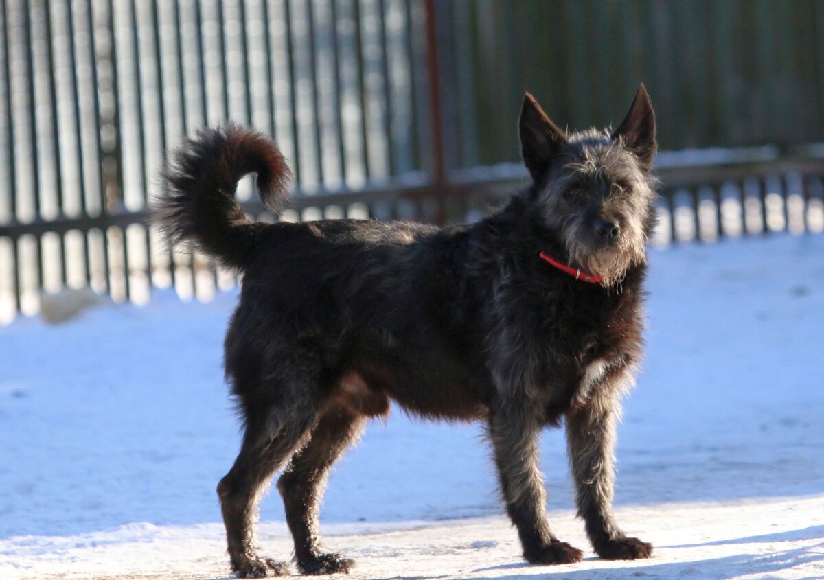 Дэкстер растолстел, сидя в вольере