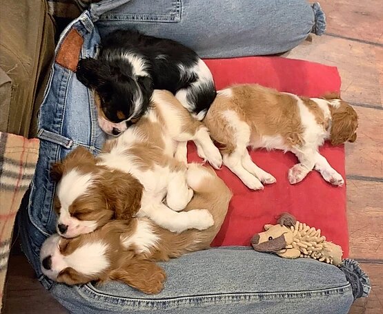 Щенки Кавалер Кинг Чарльз спаниель
