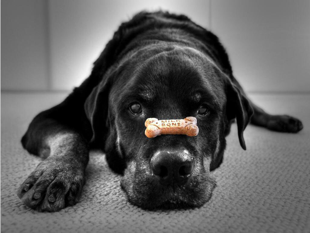 Вкусняшка на носу - отличная провокация для собаки