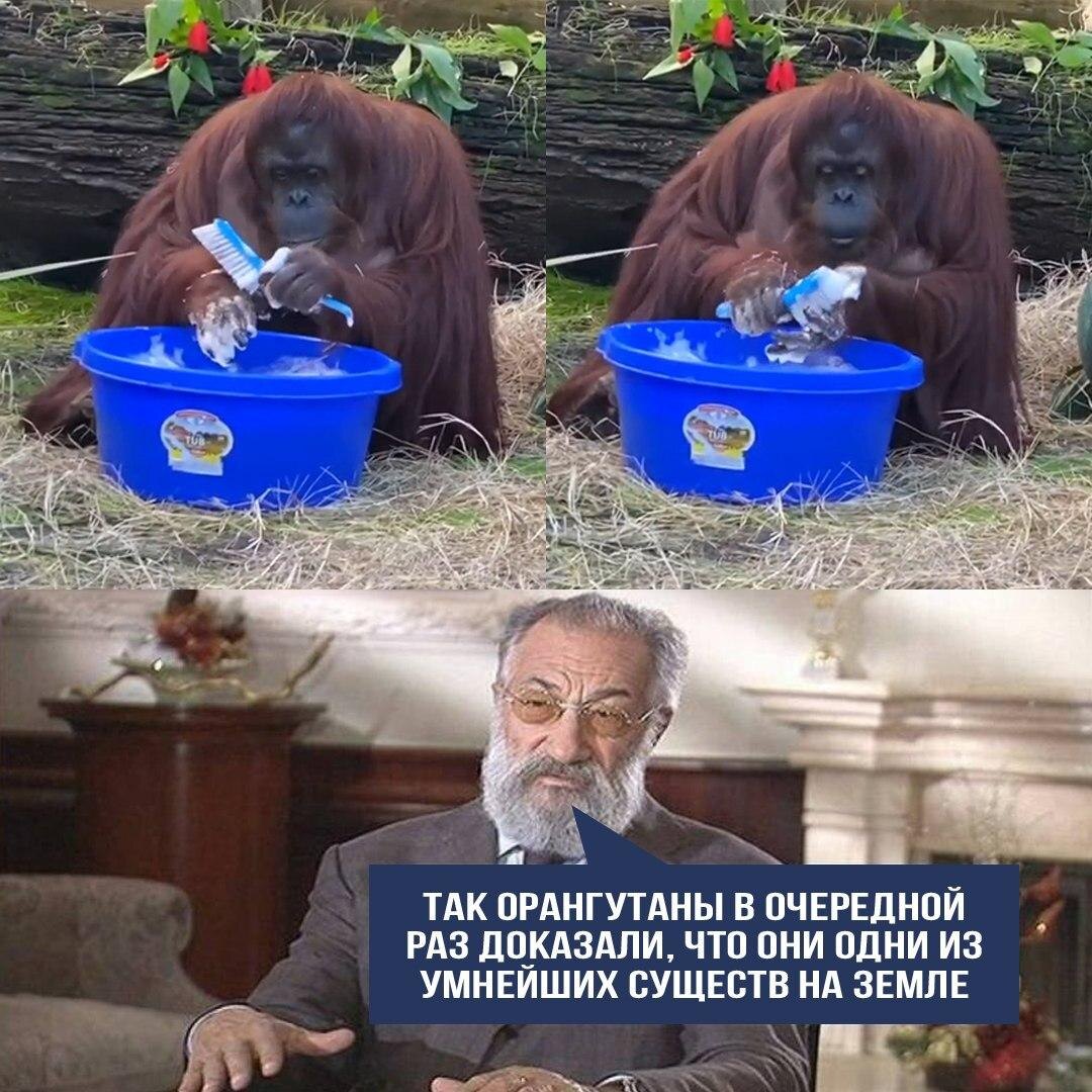 В одном из зоопарков Флориды орангутан Сандра неожиданно для всех начала мыть руки. Она заметила, что все работники начали делать это очень часто, и также решила обезопасить себя от инфекций. 
Похоже, у неё больше мозгов чем у тех, кто отрицает опасность коронавируса!