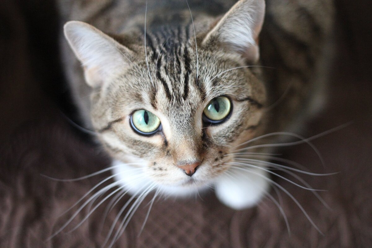 https://www.pexels.com/photo/cat-whiskers-kitty-tabby-20787/