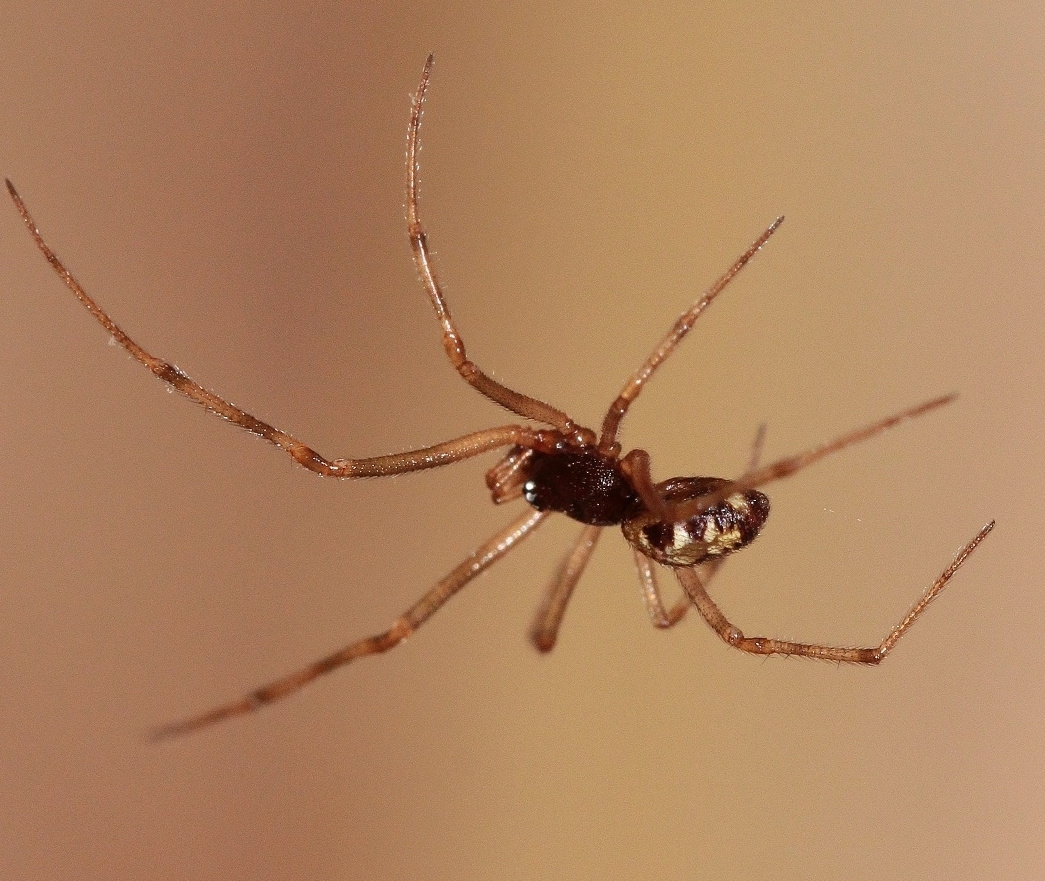 Самец. Снимок из личного фотоархива