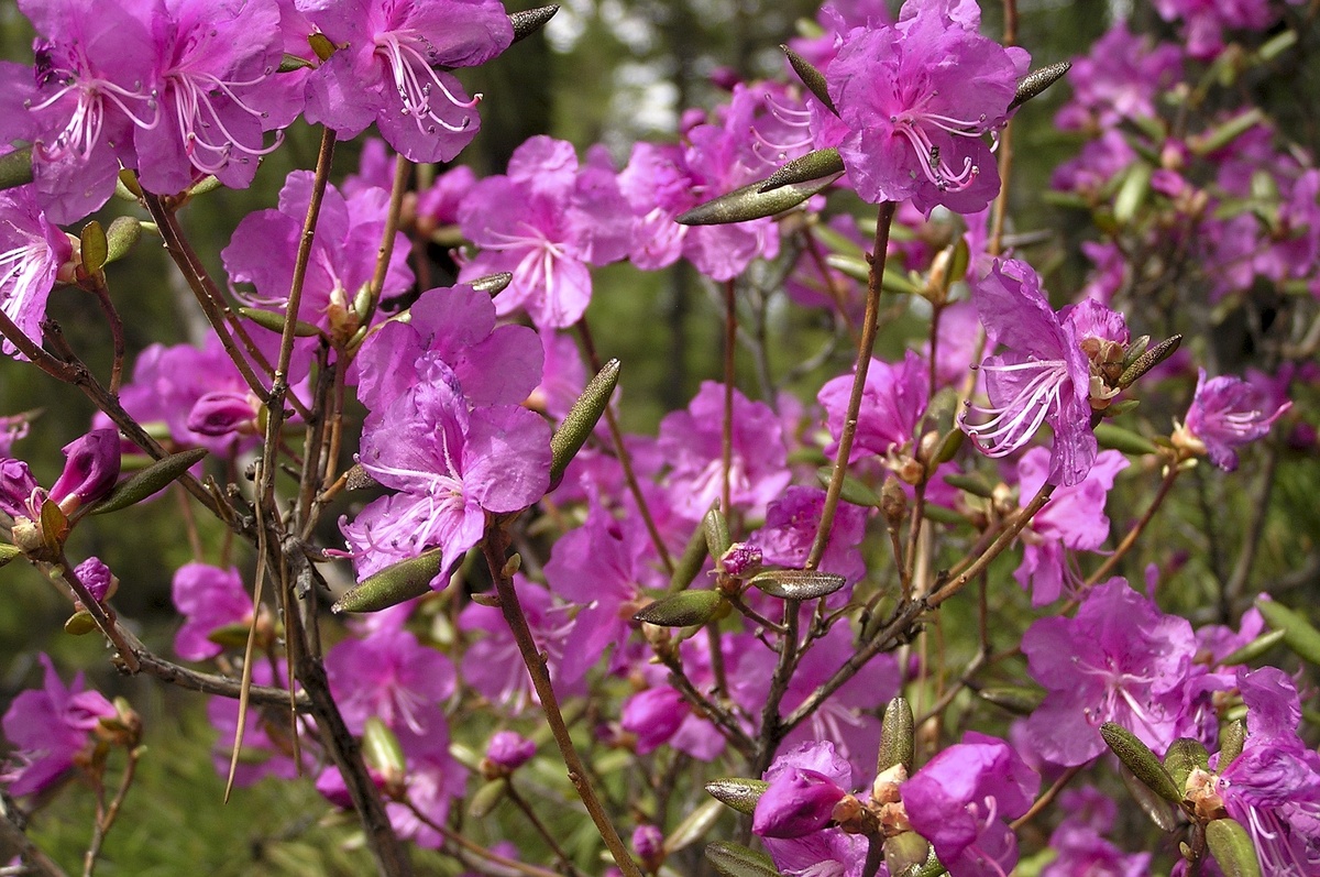 Изображение Hilbert_Daariked с сайта Pixabay 