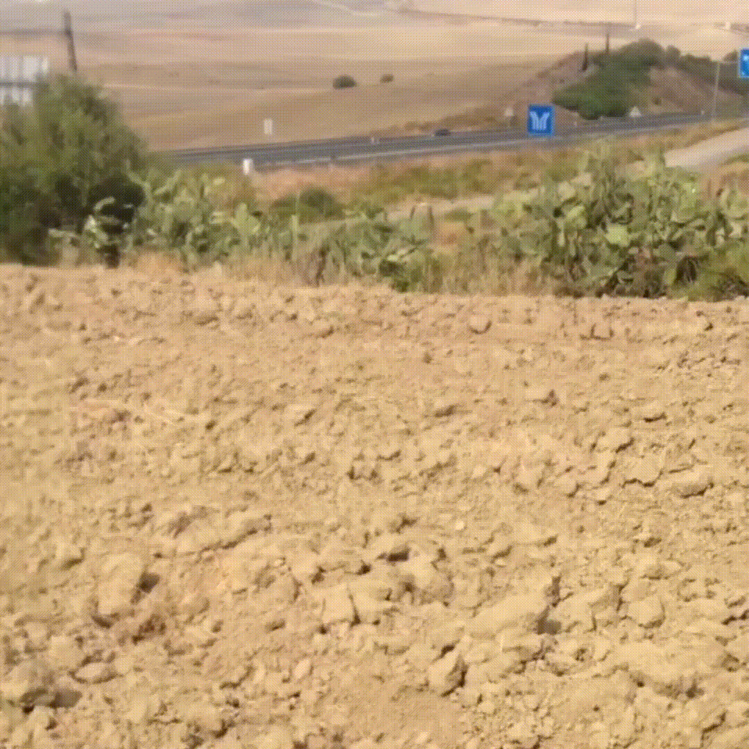 Бык в поле. Громадина!