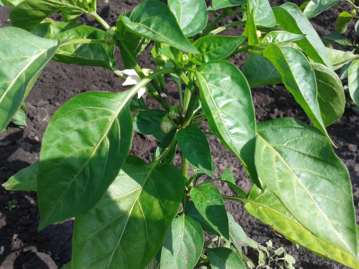 Перец начинает цвести.