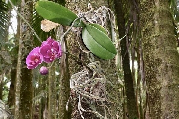 Фаленопсисы в природе