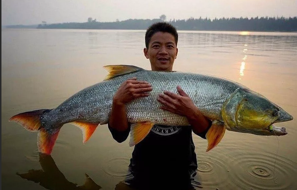 рыба желтощек амурский. рыба желтощек амурский. желтощек амурский. рыба желтощек амурский. рыба желтощек нельма.