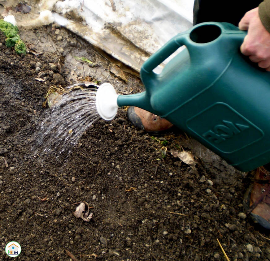 Обработка почвы раствором при помощи лейки.