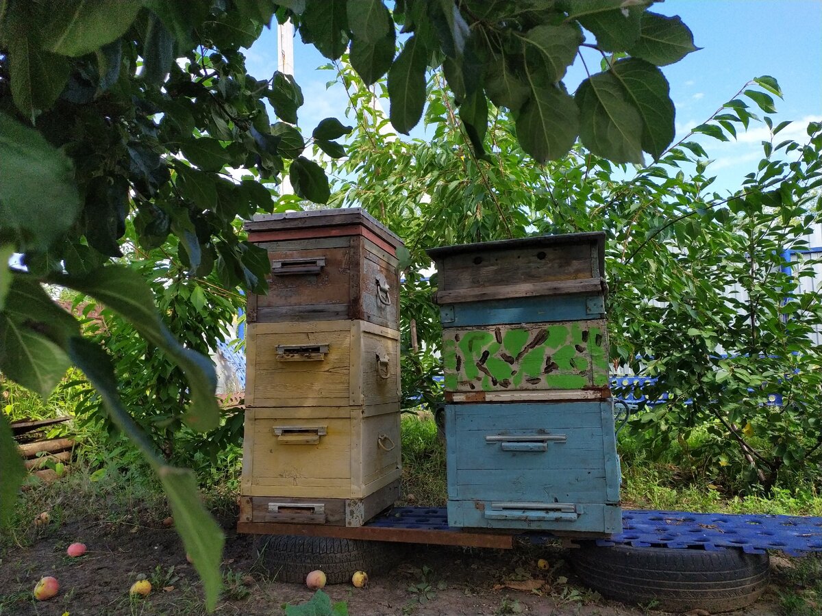 Наша семейная пасека