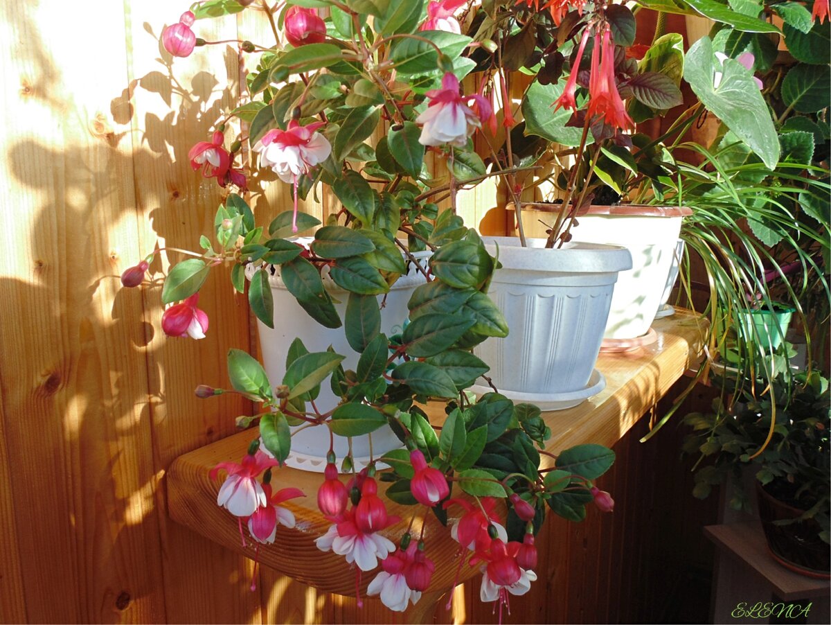 мои фуксяшки.