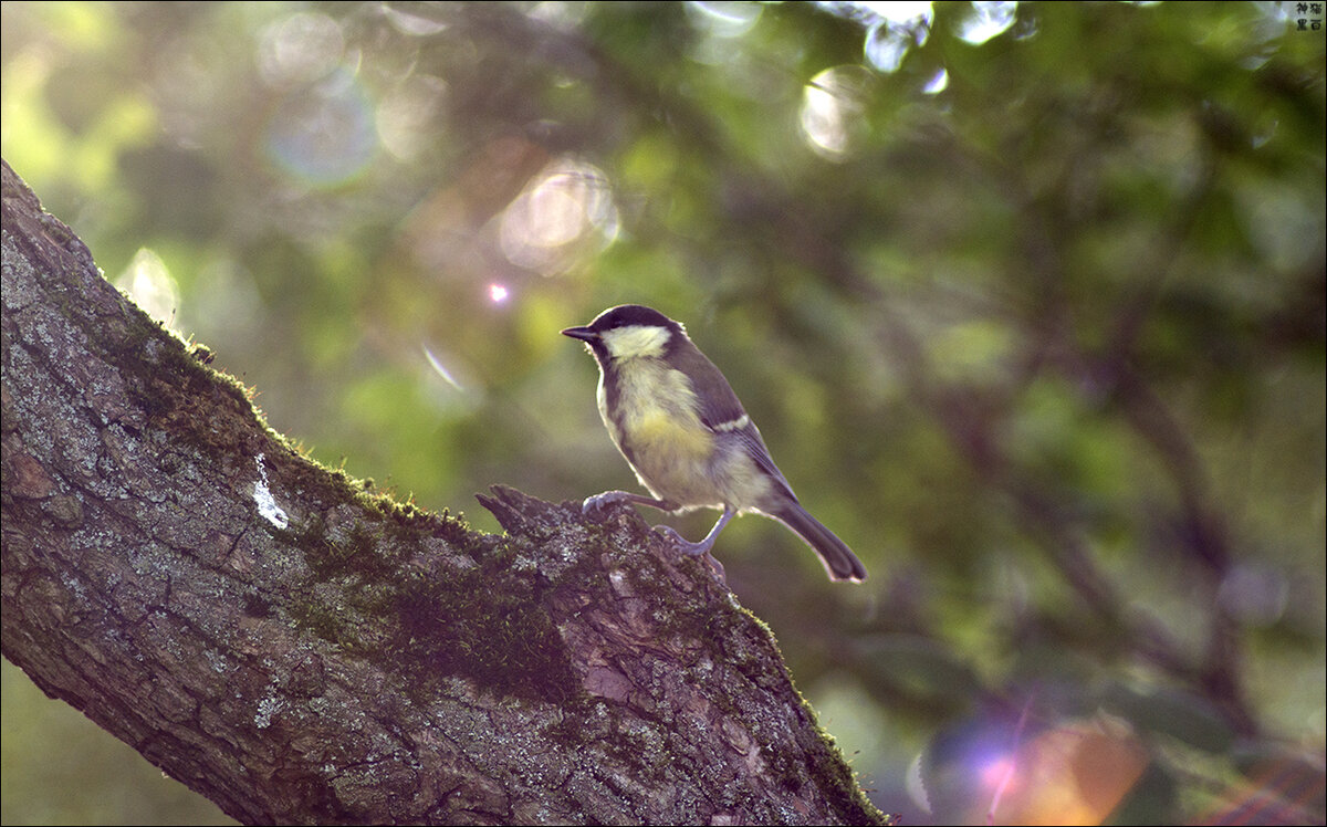 Синичка поет песенки, живет и не обращает внимания на дураков. Будьте как синичка. (фото мое)