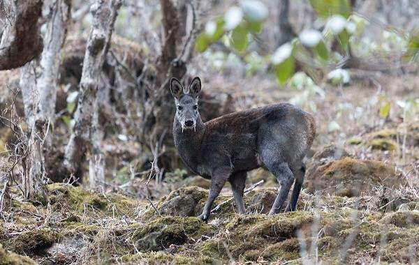 Самец Кабарги