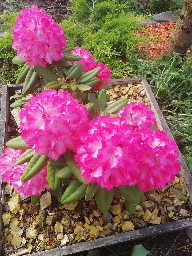 Рододендрон вечнозелёный