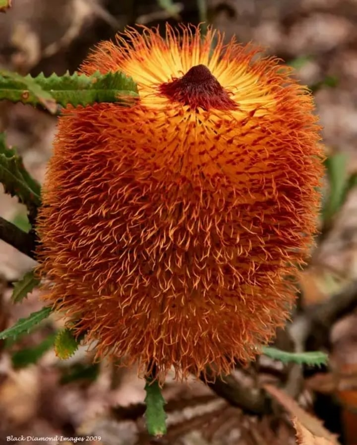 Банксия (Banksia). Растения Австралии Банксия. Банксия ЮАР. Банксия пильчатая.