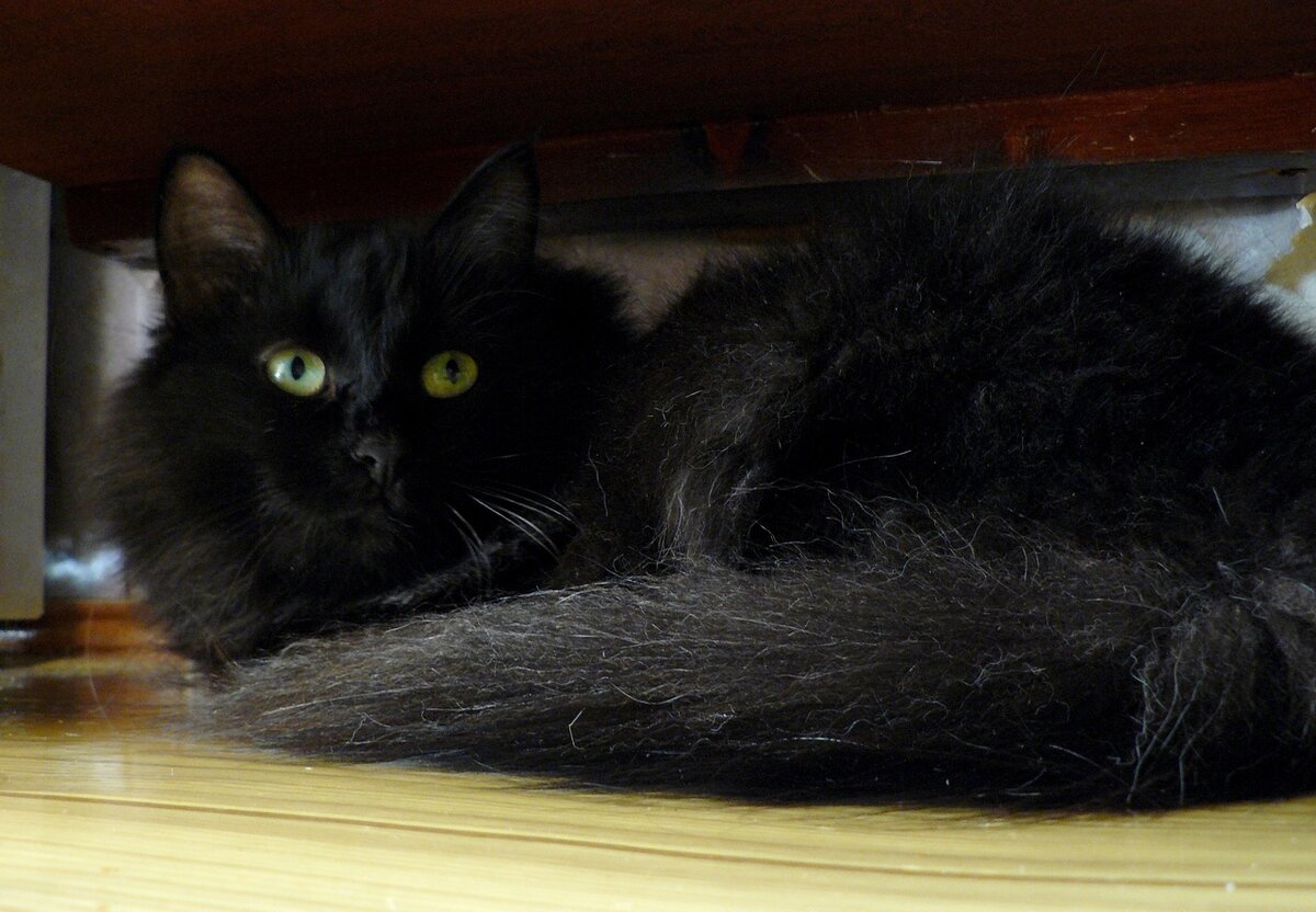 Басти - скромница