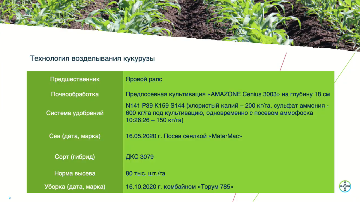 Технология возделывания кукурузы на БайАрене Брянск 2020. Фото: cropscience.bayer.ru