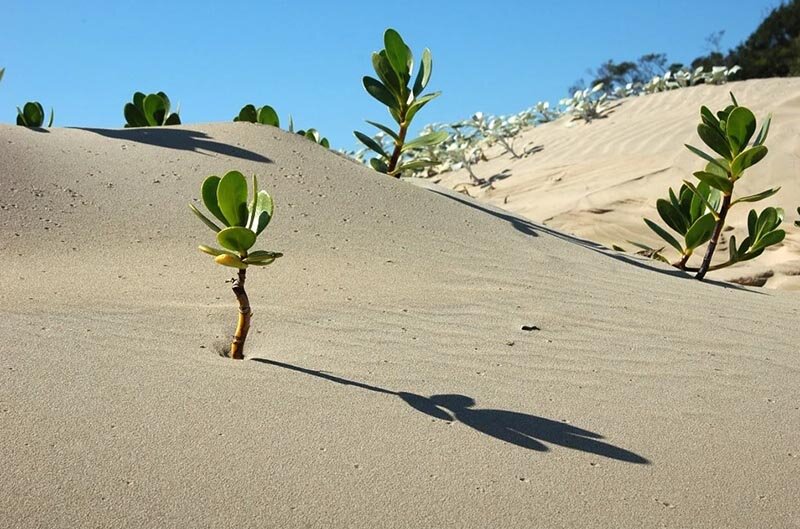 Даже на пустынной почве растут растения