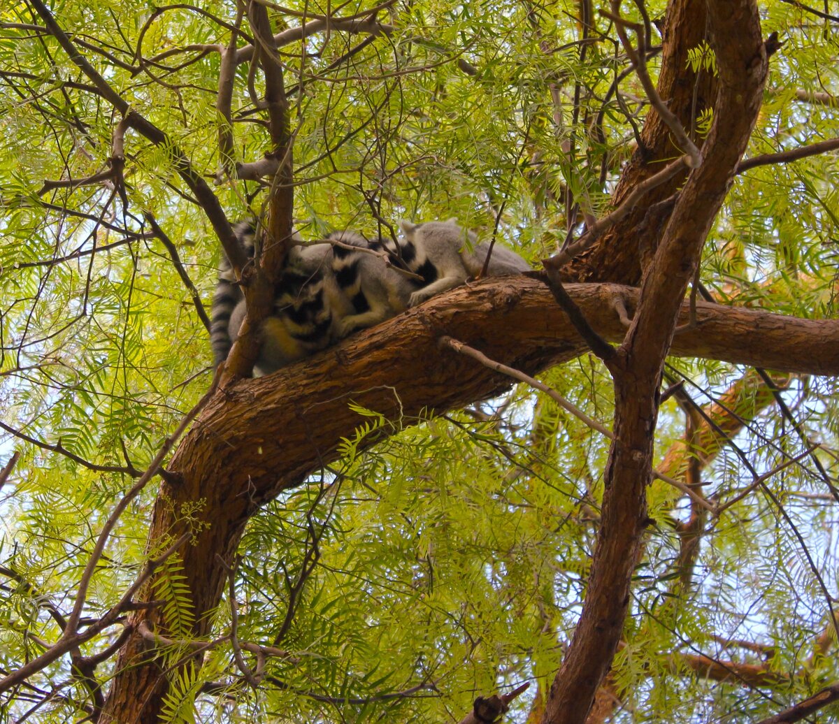 Тихо, не спугните лемуров! Вот они на дереве. 