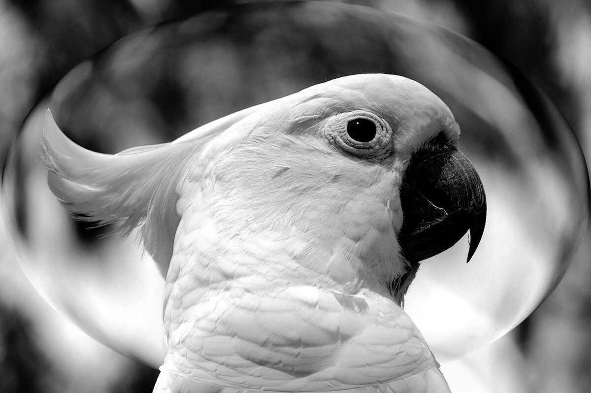 Какаду — невероятно красивый, умный и дружелюбный попугай. Своей яркой внешностью, крупными размерами и особенным поведением какаду отличается от других птиц.-2