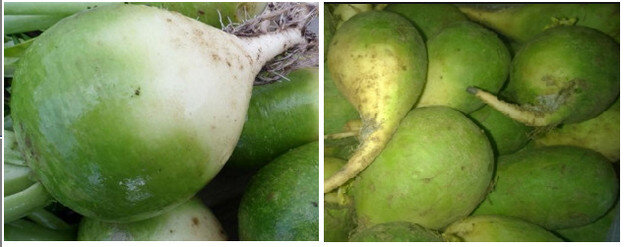 Маргеланская редька представитель семейства капустных. За 60-90 дней достигает технической зрелости. Окрас корнеплодов: сочно-зелёный, светло-молочный, разные тона красного и красноватого.