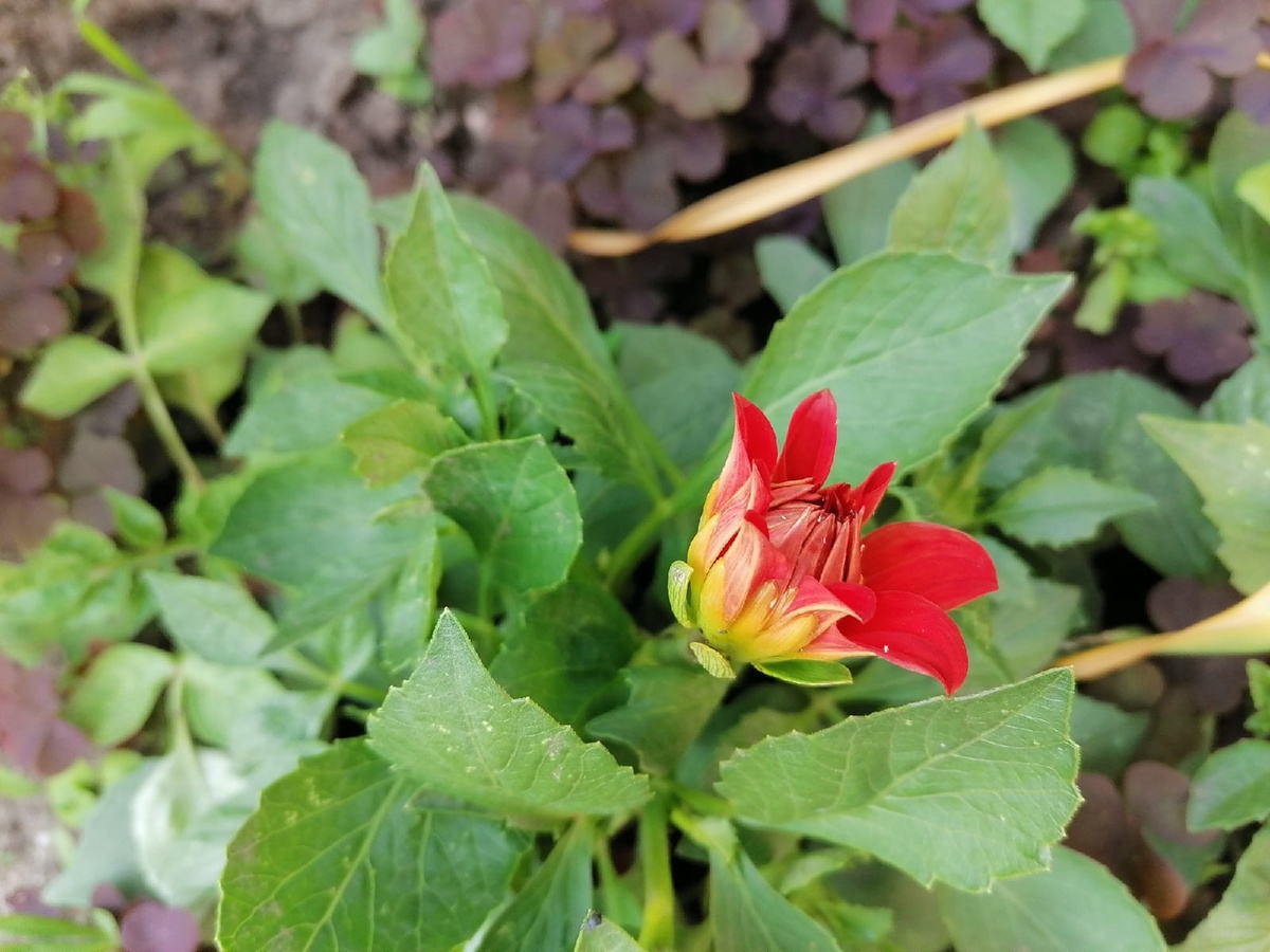 георгины веселые ребята выращивание