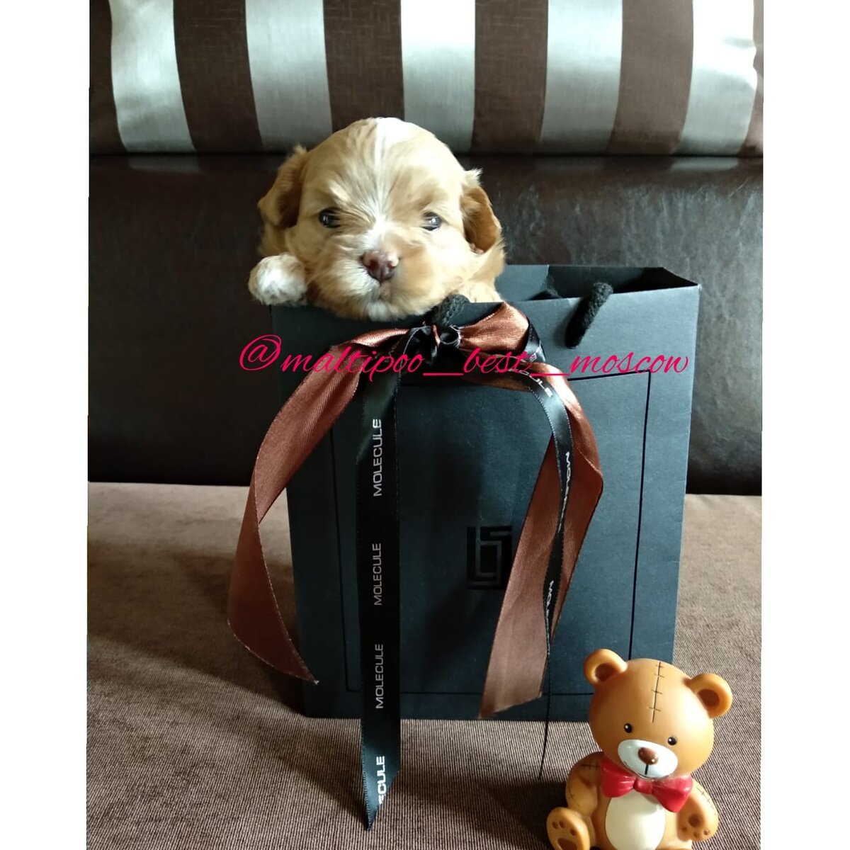 Щенок мальтипу. Фото предоставлено @maltipoo_best_moscow