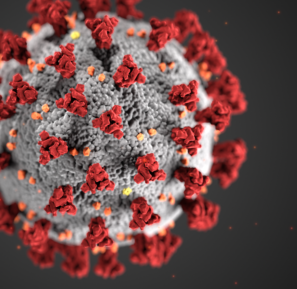 Вот эта гадина! Фото взято из открытых источников. 