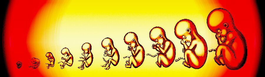 Цепь развития