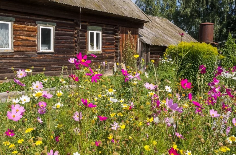 цветы в деревне. деревенский домик с огородом. деревенские мотивы. деревенский домик в цветах. палисадники есенинская русь.