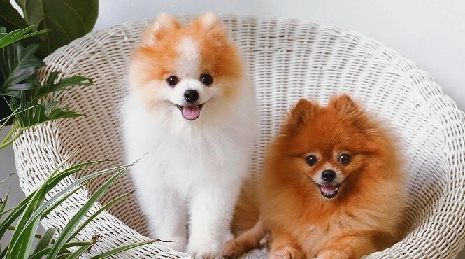 5 лучших пород собак для содержания в квартире