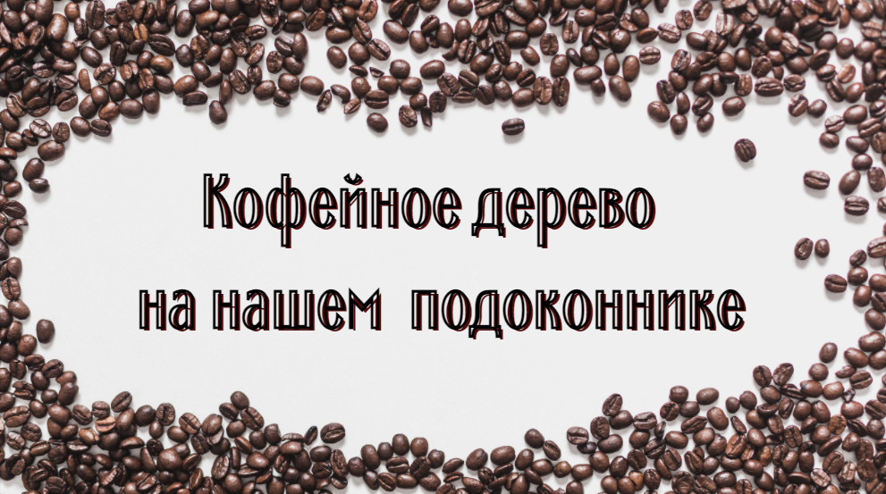 Кофейное дерево можно вырастить в домашних условиях.
