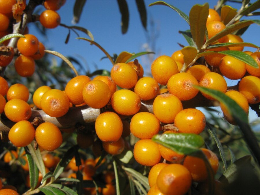 облепиха крушиновидная лейкора. облепиха фрайсдорфер оранж. облепиха фрайсдорфер оранж. облепиха фрайсдорфер оранж. облепиха крушиновидная фрисдорфер оранж.