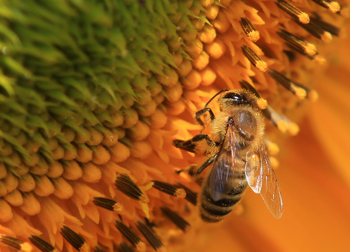 Сибирь пчелы. Пчела на подсолнухе. Пчелы в Сибири. Подсолнухи с улиткой. Пчела на подсолнухе фото.