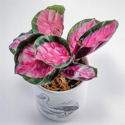 Fittonia Verschaffeltii - Мозаичное растение с зелеными розовыми листьями