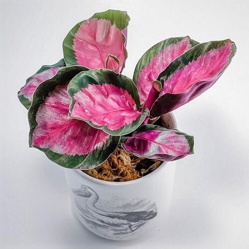 Калатея триостар Calathea Triostar Pink