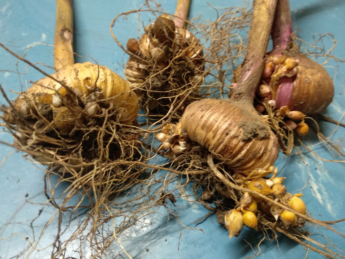 Клубнелуковицы гладиолусов с детками после выкопки. Фото автора