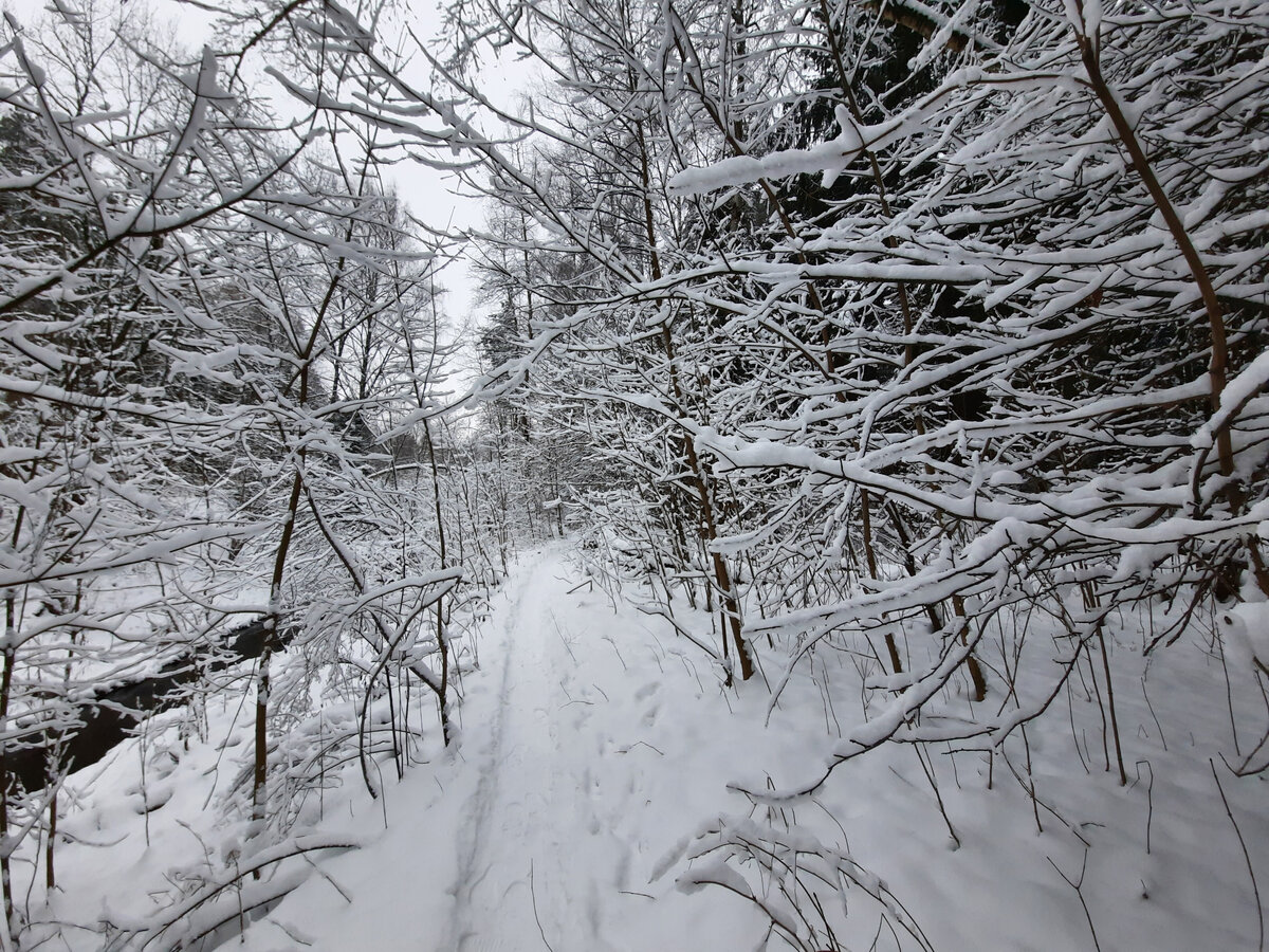 Зимняя сказка в лесу.
Фото автора
