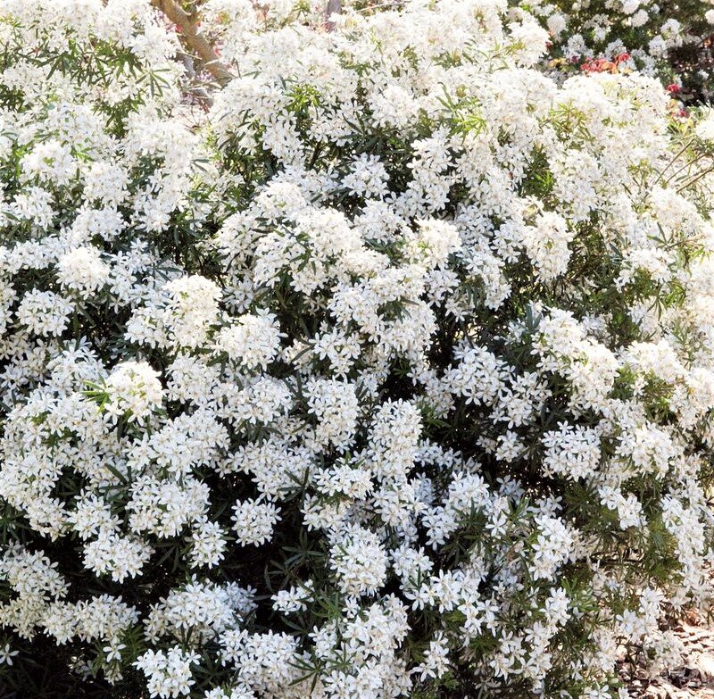  Листайте галерею. Пышное цветение шуазии. Фото с сайта: https://clck.ru/ahTaM.