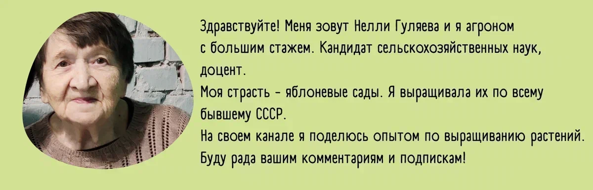 Как выращивать огурцы: правила, удобрения, уход