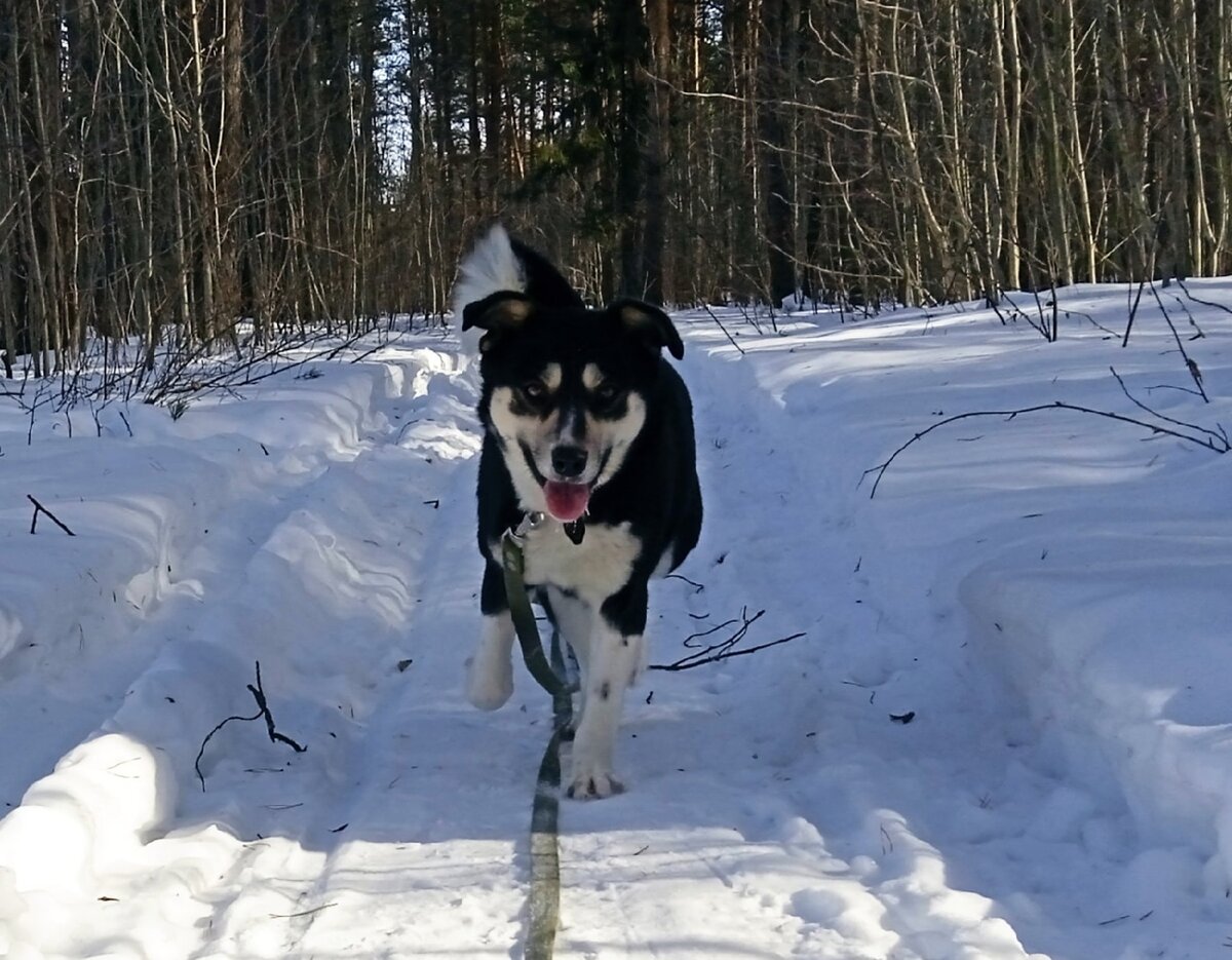 Джим Чусовой приют. Приют Джим Чусовой где находится.