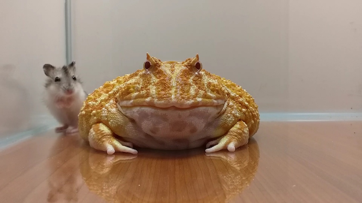 Род бесхвостых земноводных из семейства Ceratophryidae. При кормлении Рогаток дома, нужно быть аккуратнее и использовать пинцет, она не будет нападать на человека, но если лягушка голодная то бросается на всё то, что шевелится. 