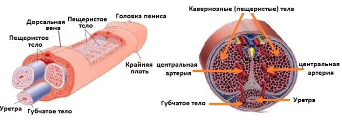 Ощутимый набор мускульной массы, влияющий на на размер полового органа.