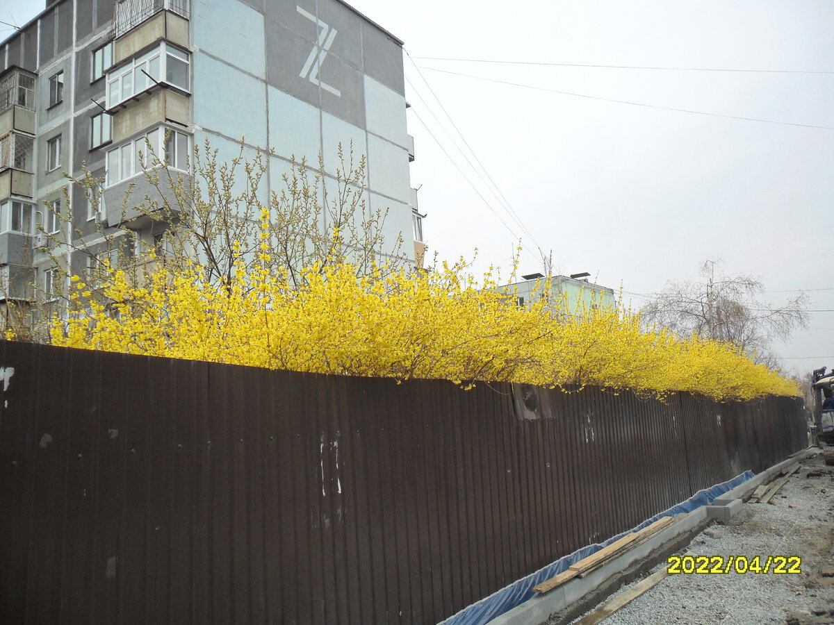 Форзиция разрослась