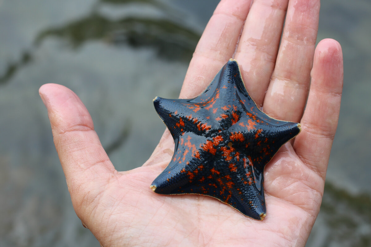 Морская звезда