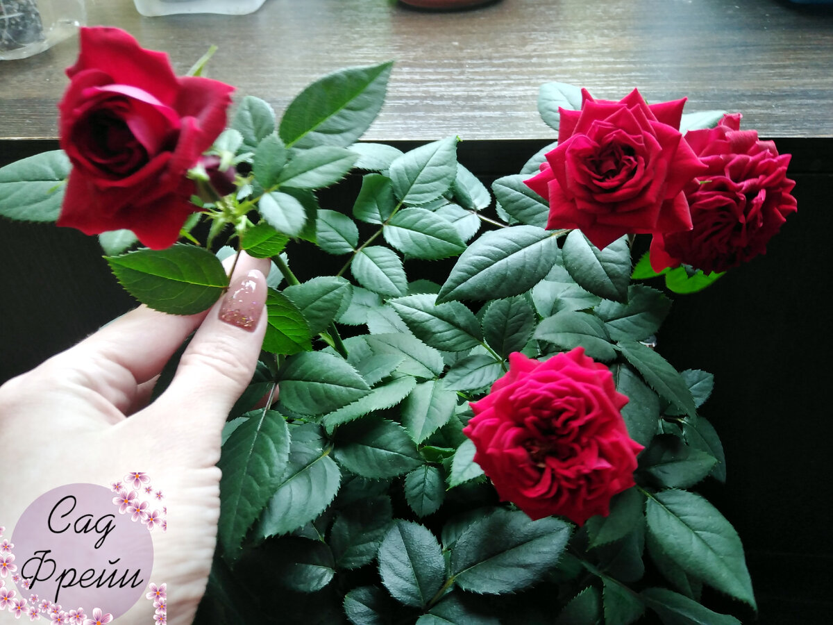 Вот взять розу: так она цветёт зимой, если стоит под яркой лампой. Свет для неё - главное