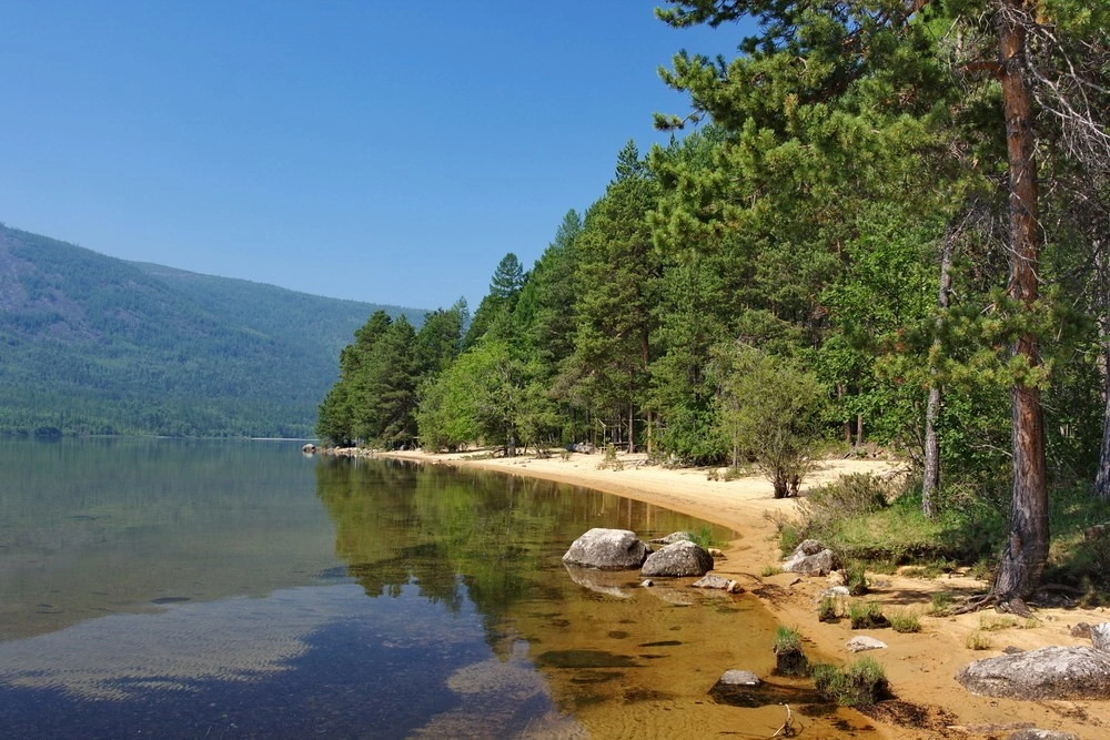 Лес Байкал Хамар Дабан