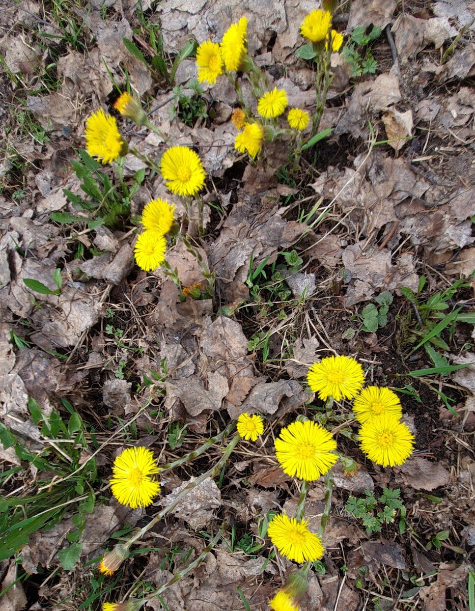 весенняя красота